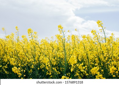 Blooming Canola Rapeseed Field Free Stock Photo | picjumbo