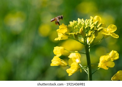 Blooming Rapeseed Flower With Bee