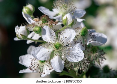 Blooming Raspberry Bushes With White Petals. Macro Shooting.