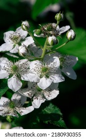 Blooming Raspberry Bushes With White Petals. Macro Shooting.