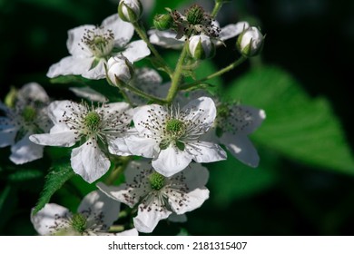 Blooming Raspberry Bushes With White Petals. Macro Shooting.