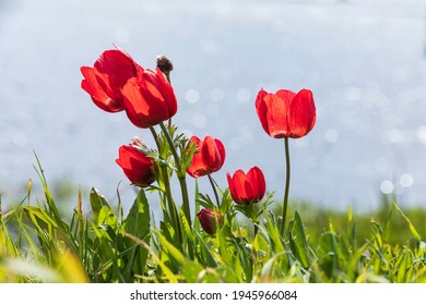 Blooming red anemones close up against the background of the sky and the lake - Powered by Shutterstock