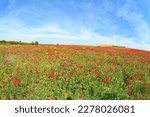 Blooming red anemones. Magnificent flower carpets of blooming red flowers among green juicy grass. Early spring in Israel. Southern kibbutz. First bloom of red anemones