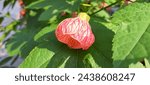 The blooming red Callianthe Picta flower is shaped like a lantern hanging on a tree branch