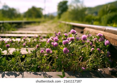 Blooming red clover flower. Background texture green clover with pink flowers. An image of a field of flowering clover.