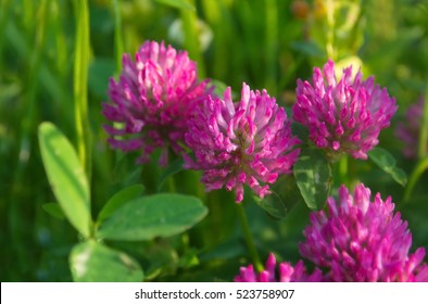 blooming red clover (Trifolium pratense) and green grass close-up. Pink clover flowers in spring, shallow depth of field. Floral background.