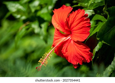 Blooming Red Flower Of China Rose, Rose Of Sharon, Hardy Hibiscus, Rose Mallow, Chinese Hibiscus, Hawaiian Hibiscus Or Shoeblackplant. It Is Native To Warm Temperate, Subtropical And Tropical Regions.