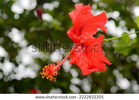 Blooming red flower of China rose, rose of Sharon, hardy hibiscus, rose mallow, Hawaiian hibiscus or shoeblackplant.