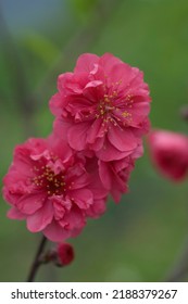 Blooming Red Flowers In Apricot Orchard