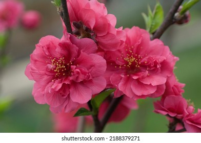 Blooming Red Flowers In Apricot Orchard