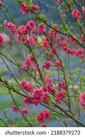 Blooming Red Flowers In Apricot Orchard