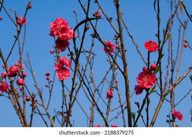 Blooming Red Flowers In Apricot Orchard