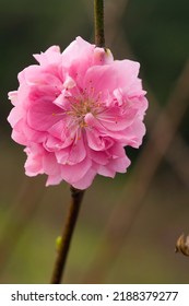 Blooming Red Flowers In Apricot Orchard