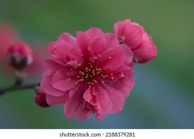 Blooming Red Flowers In Apricot Orchard