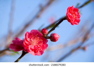 Blooming Red Flowers In Apricot Orchard