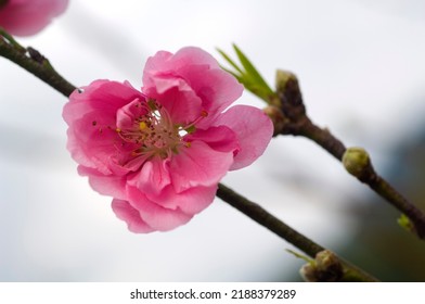 Blooming Red Flowers In Apricot Orchard