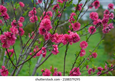 Blooming Red Flowers In Apricot Orchard