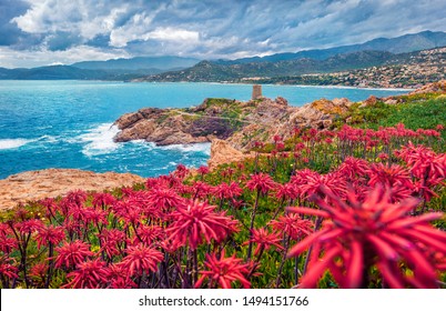 Blooming Red Flowers On De La Pietra Cape With Genoise De La Pietra A L'ile-Rousse Tower On Background. Gloomy Summer Scene Of Corsica Island, France, Europe. Traveling Concept Background.