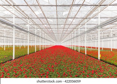 Blooming red geranium plants in a Dutch greenhouse
