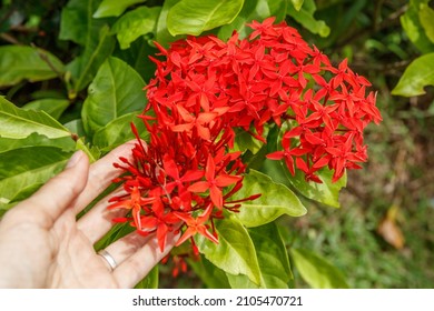 198 Viruchi flower Images, Stock Photos & Vectors | Shutterstock