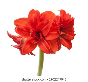 Blooming red Large  double hippeastrum (amaryllis) Red Peacock on white background isolated
