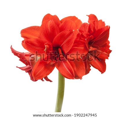 Blooming red Large  double hippeastrum (amaryllis) Red Peacock on white background isolated