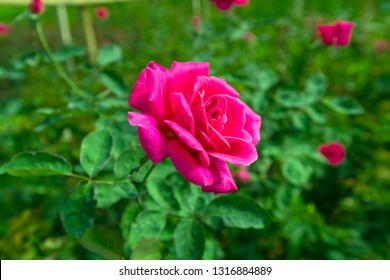 Blooming Red Mon Cheri Rose  In The Garden.