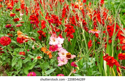Blooming red and pink gladioli. Field of bright colors - Shutterstock ID 2208546289