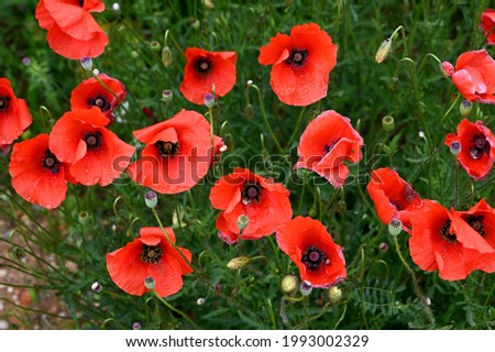 Similar – Foto Bild blühender roter Mohn in der Sonne, Rücklicht