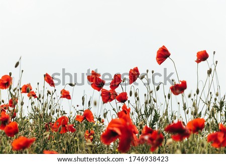 Similar – Foto Bild blühender roter Mohn in der Sonne, Rücklicht