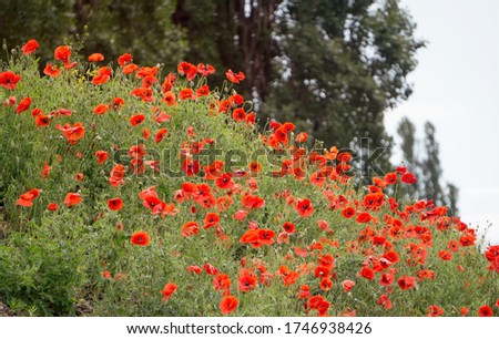 Similar – Foto Bild blühender roter Mohn in der Sonne, Rücklicht