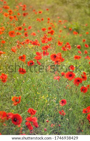 Similar – Foto Bild blühender roter Mohn in der Sonne, Rücklicht