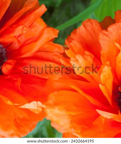 Blooming red poppy flowers. Papaver. Beautiful bright blossom.