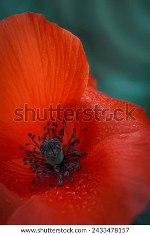 Similar – Boom flight, bumblebee and poppy