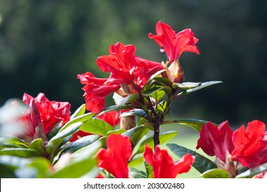 Blooming Red Rhododendron