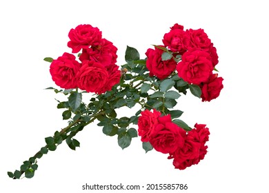 162,791 Red rose tree Images, Stock Photos & Vectors | Shutterstock