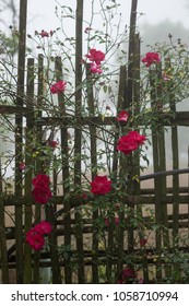 Blooming Red Roses On A Moss Grown Bamboo Fence In A Fogging Morning Taken In Noong Luong, Mai Chau, Hoa Binh, Viet Nam