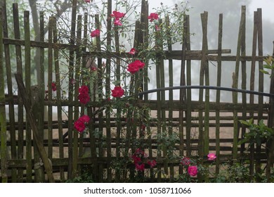 Blooming Red Roses On A Moss Grown Bamboo Fence In A Fogging Morning Taken In Noong Luong, Mai Chau, Hoa Binh, Viet Nam