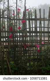 Blooming Red Roses On A Moss Grown Bamboo Fence In A Fogging Morning Taken In Noong Luong, Mai Chau, Hoa Binh, Viet Nam