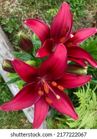 Blooming Red Stargazer Lily In The Garden