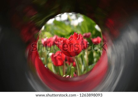 Similar – Image, Stock Photo Something’s blossoming!