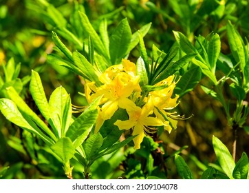 Blooming Rhododendron luteum - (yellow azalea)