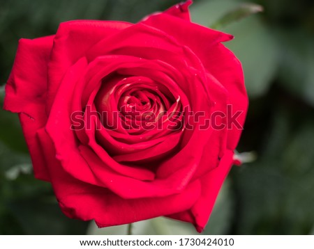 Blooming romantic fresh red rose. Flower rose 