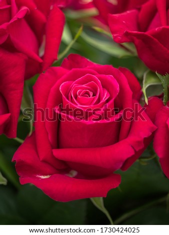 Blooming romantic fresh rouge rose. Flower rose 