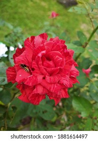 A Blooming Rosa Chinensis Is Attacked By A Caterpillar. This Species Belongs To The Genus Rosa. Flowers Produce Aggregate Fruit (develop From One Flower With Many Pistils)