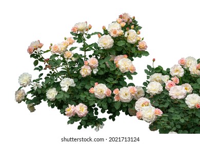 Blooming rose bushes isolated on white background