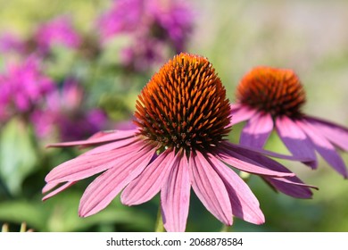 Blooming rose echinacea with a natural background. Pink coneflower. Selective focus. High quality photo