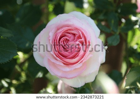 Blooming rose flower with beautiful petal pattern