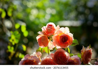 Blooming Rose Flowers Abraham Darby In A Sunny Day 