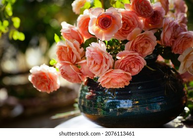 Blooming Rose Flowers Abraham Darby In A Sunny Day 